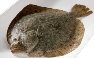 奧科美攜手上海嘉燕 以智慧可追溯體系樹水產行業新標桿